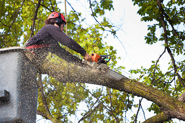 Best Arborist Consultation Services  in Worth, IL